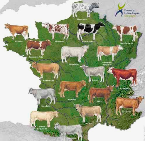 Acheter Une Vache Petit Investissement Et Gros Gains En Perspective Meilleurs Placements 2015